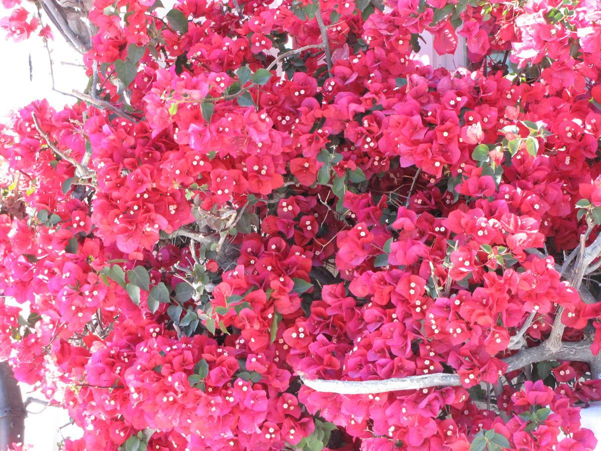 花园别墅公寓 费拉 外观 照片